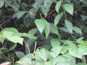 Uncaria Tomentosa foglie